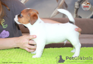 Foto №3. Jack Russell Terrier, Hund, Zakira FCI. Polen