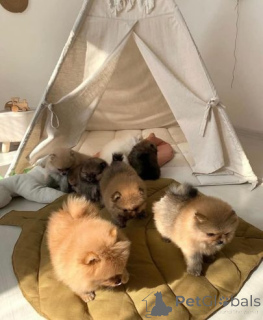 Foto №3. Parduodami žavingi Pomeranijos špicų šuniukai. rašykitischer Mann. Litauen