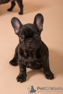 Foto №1. französische bulldogge - zum Verkauf in der Stadt München | 400€ | Ankündigung № 124651