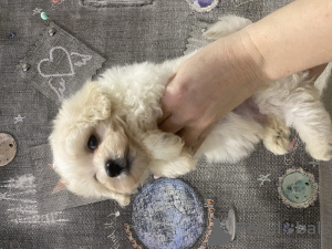 Foto №3. Maltipu-Junge. Italien