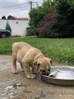 Zusätzliche Fotos: Englische Bulldogge