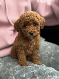 Foto №1. maltipu - zum Verkauf in der Stadt Folge | 630€ | Ankündigung № 159567