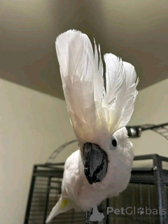 Foto №2 zu Ankündigung № 167048 zu verkaufen  - einkaufen Israel 