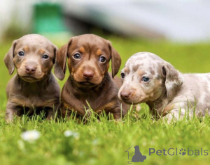 Foto №1. labrador retriever - zum Verkauf in der Stadt Riverside | 495€ | Ankündigung № 143164