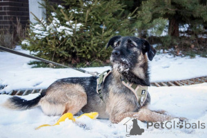 Foto №4. Ich werde verkaufen mischlingshund in der Stadt Москва. quotient 	ankündigung - preis - Frei