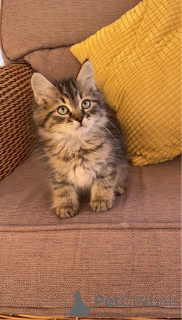 Foto №1. sibirische katze - zum Verkauf in der Stadt Hogezand | Frei | Ankündigung № 172081