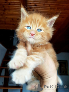 Foto №1. maine-coon-katze - zum Verkauf in der Stadt Anderlecht | verhandelt | Ankündigung № 166814