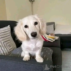 Foto №2 zu Ankündigung № 164547 zu verkaufen dackel - einkaufen Finnland quotient 	ankündigung, aus dem tierheim