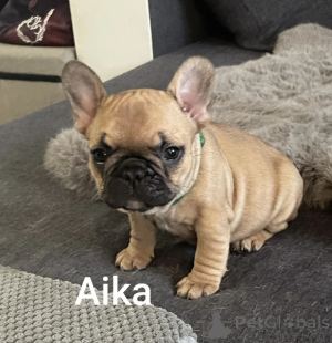 Foto №1. französische bulldogge - zum Verkauf in der Stadt Lüttich | Frei | Ankündigung № 161867