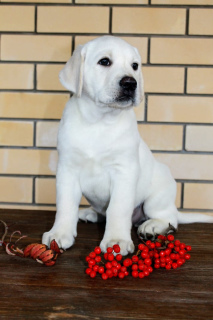 Foto №2 zu Ankündigung № 3702 zu verkaufen labrador retriever - einkaufen Russische Föderation züchter