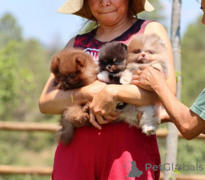 Foto №3. Bezaubernde Pomeranian-Welpen zu verkaufen klein, flauschig und voller. Deutschland