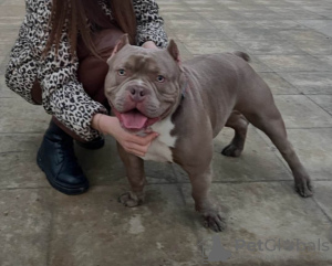 Foto №4. Ich werde verkaufen american bully in der Stadt Chisinau. züchter - preis - 1000€