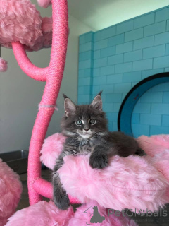 Foto №4. Ich werde verkaufen maine-coon-katze in der Stadt Berlin. züchter - preis - verhandelt
