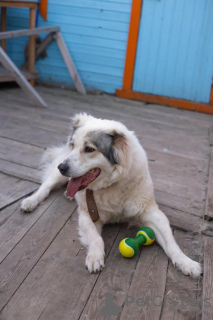 Foto №2 zu Ankündigung № 132198 zu verkaufen zentralasiatischer owtscharka - einkaufen Russische Föderation 