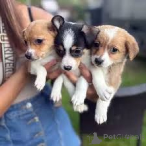 Foto №1. jack russell terrier - zum Verkauf in der Stadt Amsterdam | 700€ | Ankündigung № 163949