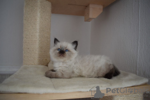 Foto №2 zu Ankündigung № 31247 zu verkaufen sibirische katze - einkaufen USA züchter