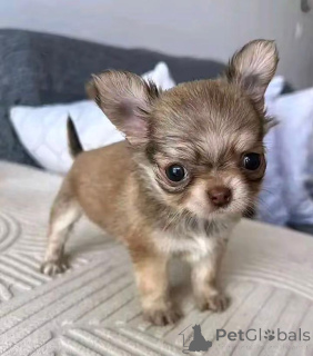 Foto №2 zu Ankündigung № 168835 zu verkaufen mischlingshund - einkaufen USA züchter