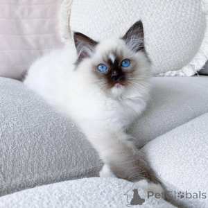 Foto №2 zu Ankündigung № 159298 zu verkaufen ragdoll-katze - einkaufen Niederlande quotient 	ankündigung