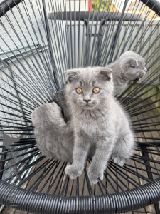 Foto №3. Котятам 11 недель. Deutschland