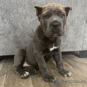 Foto №1. cane corso italiano - zum Verkauf in der Stadt St. Petersburg | 550€ | Ankündigung № 101138