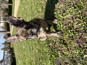 Foto №4. Ich werde verkaufen französische bulldogge in der Stadt Genf. quotient 	ankündigung - preis - verhandelt