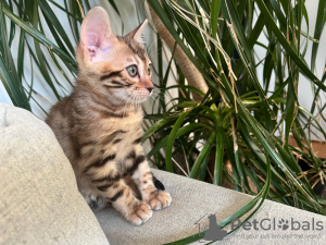 Foto №2 zu Ankündigung № 132499 zu verkaufen bengal katzenrasse - einkaufen Spanien züchter