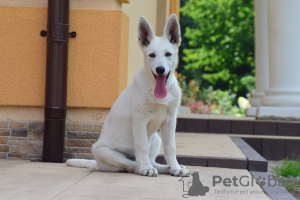 Foto №2 zu Ankündigung № 28714 zu verkaufen berger blanc suisse - einkaufen Polen vom kindergarten, züchter