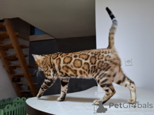 Foto №3. Bengaliertes Kätzchen. Polen