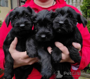 Foto №1. schnauzer - zum Verkauf in der Stadt Kruševac | verhandelt | Ankündigung № 105950