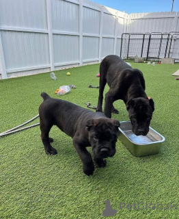 Foto №1. cane corso italiano - zum Verkauf in der Stadt Hasselt | 750€ | Ankündigung № 160515