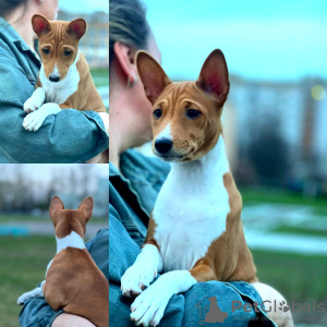 Foto №1. basenji - zum Verkauf in der Stadt Вилкавишкис | 521€ | Ankündigung № 99108