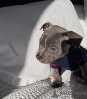 Foto №2 zu Ankündigung № 178079 zu verkaufen staffordshire bull terrier - einkaufen Deutschland züchter