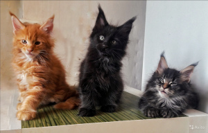 Zusätzliche Fotos: Maine Coon Kittens Kennel