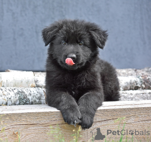 Foto №1. deutscher schäferhund - zum Verkauf in der Stadt Лесковка | 288€ | Ankündigung № 21673