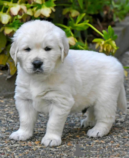 Foto №1. golden retriever - zum Verkauf in der Stadt Quedlinburg | 400€ | Ankündigung № 100941