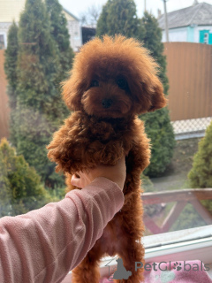 Foto №2 zu Ankündigung № 155083 zu verkaufen pudel (zwerg) - einkaufen Russische Föderation 