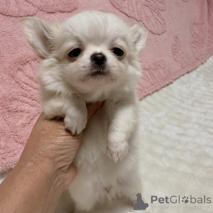 Foto №3. Entzückender Chihuahua-Welpe zur Adoption verfügbar. Tschechische Republik