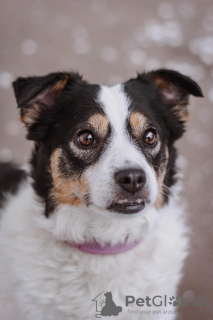 Zusätzliche Fotos: Hund Oliva sucht ein Zuhause und einen Besitzer, in guten Händen