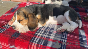 Foto №4. Ich werde verkaufen beagle in der Stadt Берлингероде.  - preis - 650€