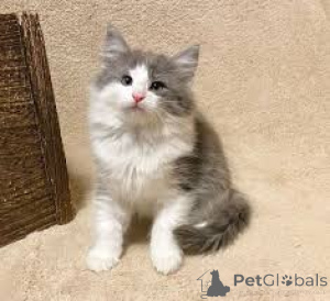 Foto №3. Schattige Noorse Boskatten Kittens haben ein neues Zuhause gefunden.. Belgien