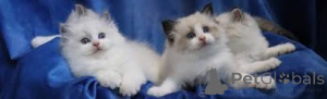 Foto №3. Ragdoll-Kissanpennut adoptoitavaksi. Finnland