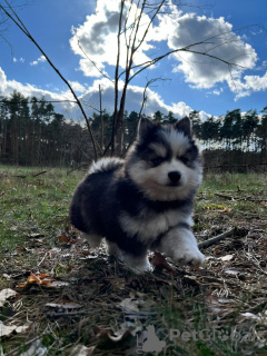 Zusätzliche Fotos: Pomsky von Pomeranian und Husky