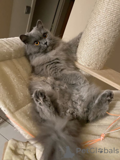 Foto №1. britisch langhaar - zum Verkauf in der Stadt Aizlenten | 500€ | Ankündigung № 158830