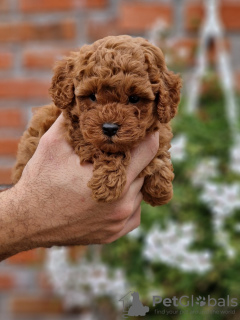 Foto №3. Premium Toy poodles. Serbien