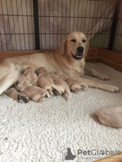 Zusätzliche Fotos: 2 Golden Retriever Welpen zu verkaufen