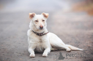 Foto №1. mischlingshund - zum Verkauf in der Stadt Москва | Frei | Ankündigung № 22503