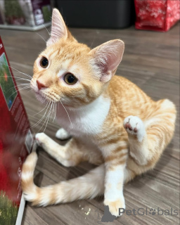 Foto №2 zu Ankündigung № 150614 zu verkaufen hauskatze - einkaufen Deutschland aus dem tierheim, züchter