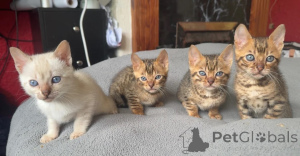 Foto №1. bengal katzenrasse - zum Verkauf in der Stadt Achaern | 350€ | Ankündigung № 174530