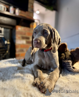 Foto №1. weimaraner - zum Verkauf in der Stadt Thatted | 339€ | Ankündigung № 161332