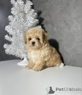 Foto №3. Verkauft. Vielen Dank für Ihr Interesse. Bitte kontaktieren Sie WhatsApp. Finnland